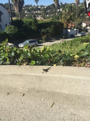 Sceloporus occidentalis