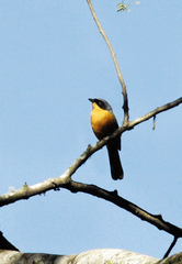 Black-Fronted Bushshrike photo 2