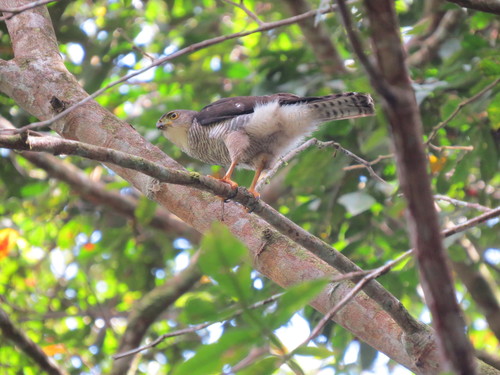 Tiny Hawk (Microspizias superciliosus), photo 6