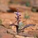 Lachenalia obscura - Photo (c) wilnasteenkamp，保留部份權利CC BY-NC