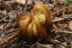 Dryopteris crassirhizoma