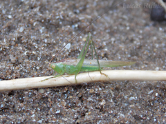 Conocephalus longipes