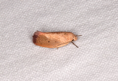 Acanthodela protophaes