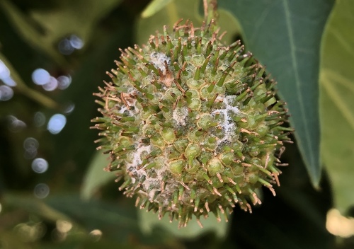 Erysiphe platani image