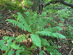 Dryopteris crassirhizoma