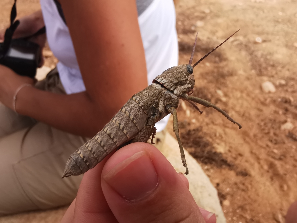 Paracinipe exarata