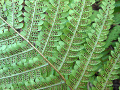Dryopteris crassirhizoma