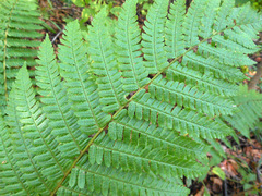 Dryopteris crassirhizoma