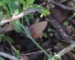 Callophrys augustinus iroides