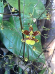 Oncidium leleui