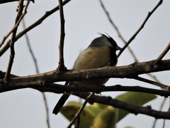 Charitospiza eucosma