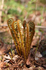 Dryopteris crassirhizoma