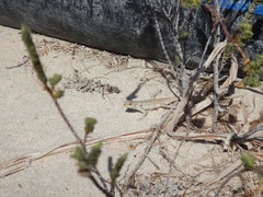 Sceloporus cozumelae