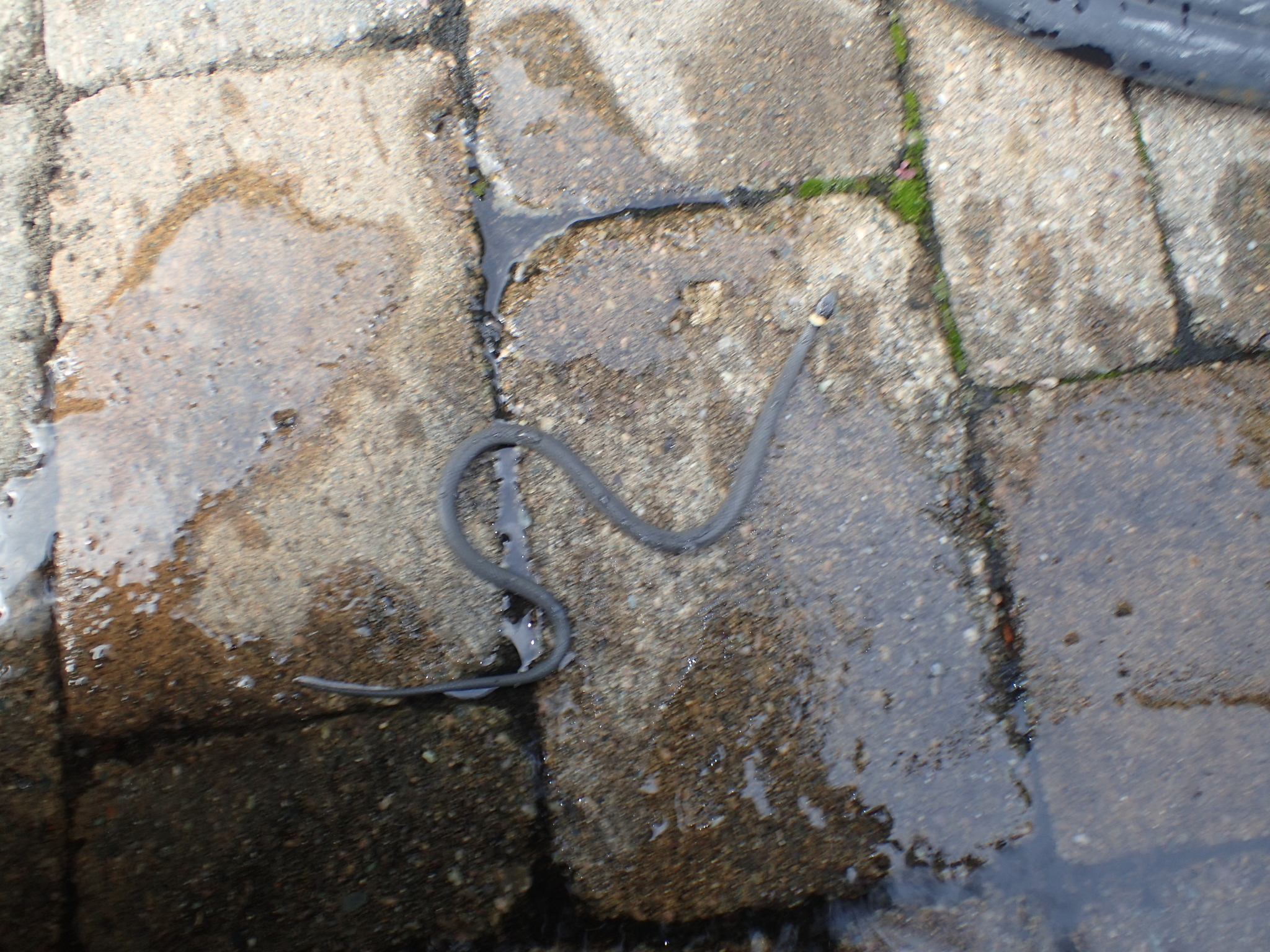 coralbelly ringneck snake, culebra de collar, halsbandnatter, key ringneck snake, mississippi ringneck snake, monterey ringneck snake, northern ringneck snake, northwestern ringneck snake, pacific ringneck snake, prairie ringneck snake