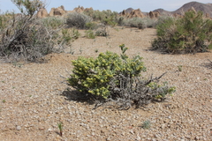 Artemisia spinescens