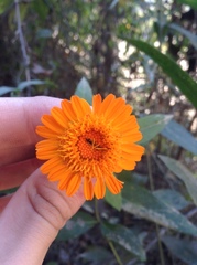 Lasianthaea macrocephala