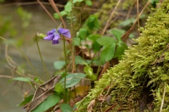 Viola edulis