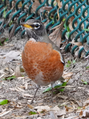 Turdus migratorius
