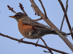 Turdus migratorius