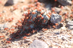 Pogonomyrmex bicolor