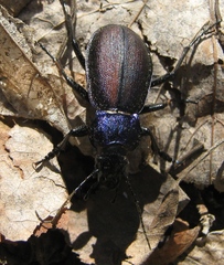 Carabus schoenherri