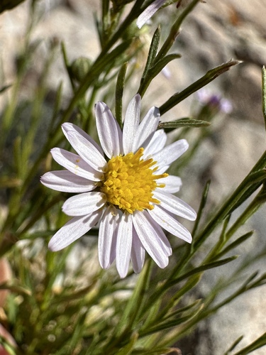 Image of Erigeron arenarioides by (c) Matt Berger, some rights reserved (CC BY)