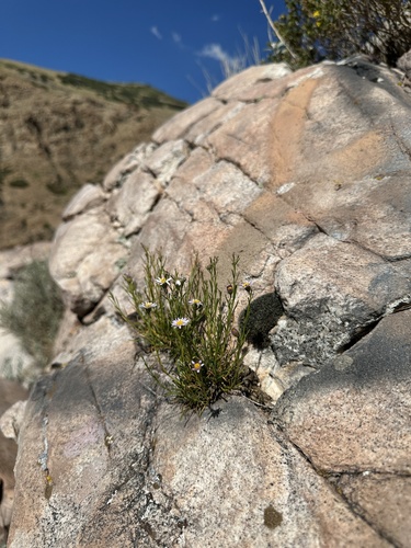 Image of Erigeron arenarioides by (c) Matt Berger, some rights reserved (CC BY)