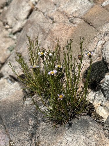 Image of Erigeron arenarioides by (c) Matt Berger, some rights reserved (CC BY)