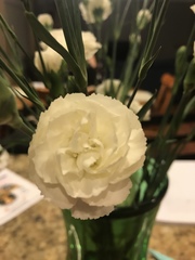 Dianthus caryophyllus