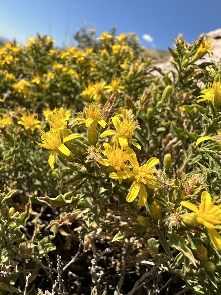 Rydberg's Goldenbush from Mount Olympus, Millcreek, UT, USA on ...
