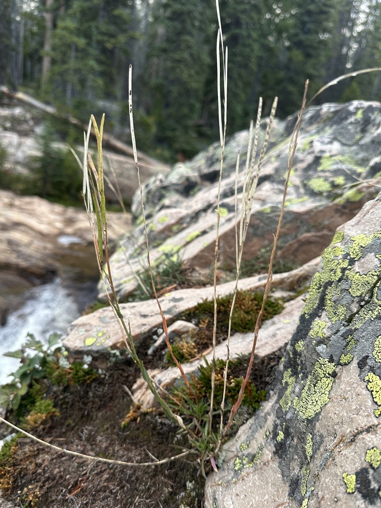 drummond's rockcress from Wasatch County, UT, USA on September 11, 2023 ...