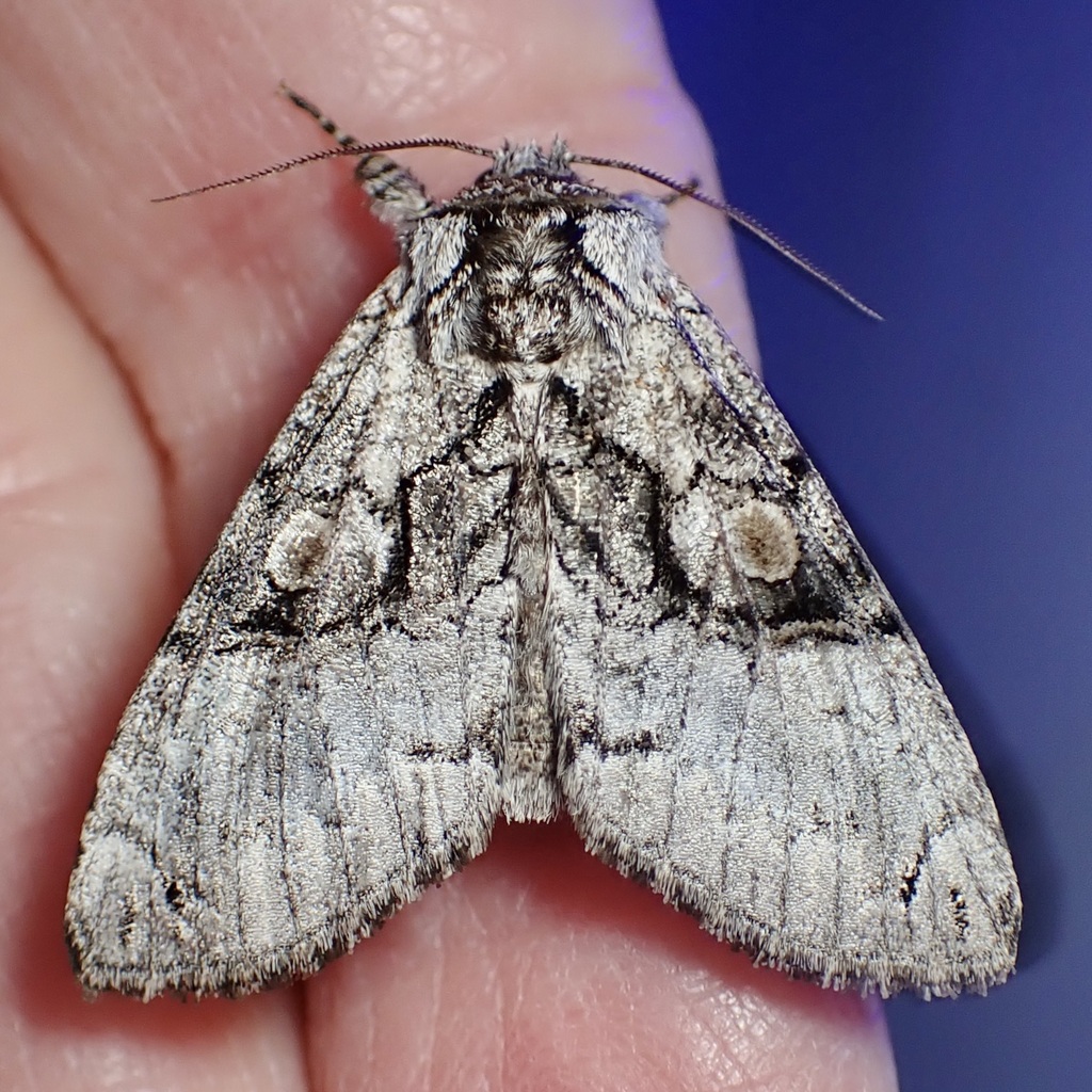Semixanthia tapa