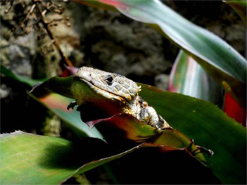 Red-lipped Arboreal Alligator Lizard