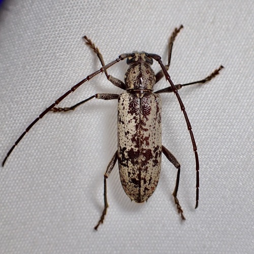 Enaphalodes niveitectus
