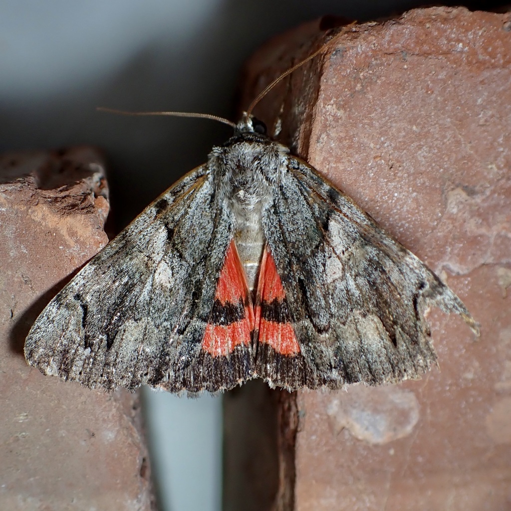 Catocala violenta