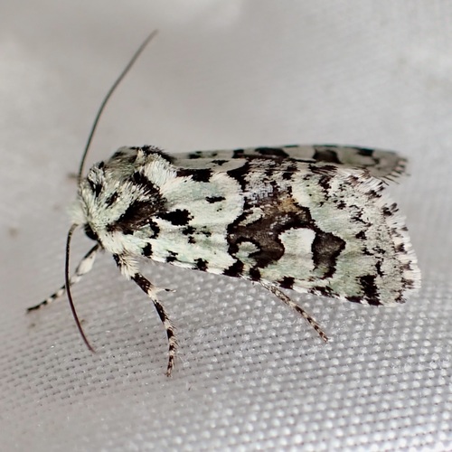 Lacinipolia consimilis