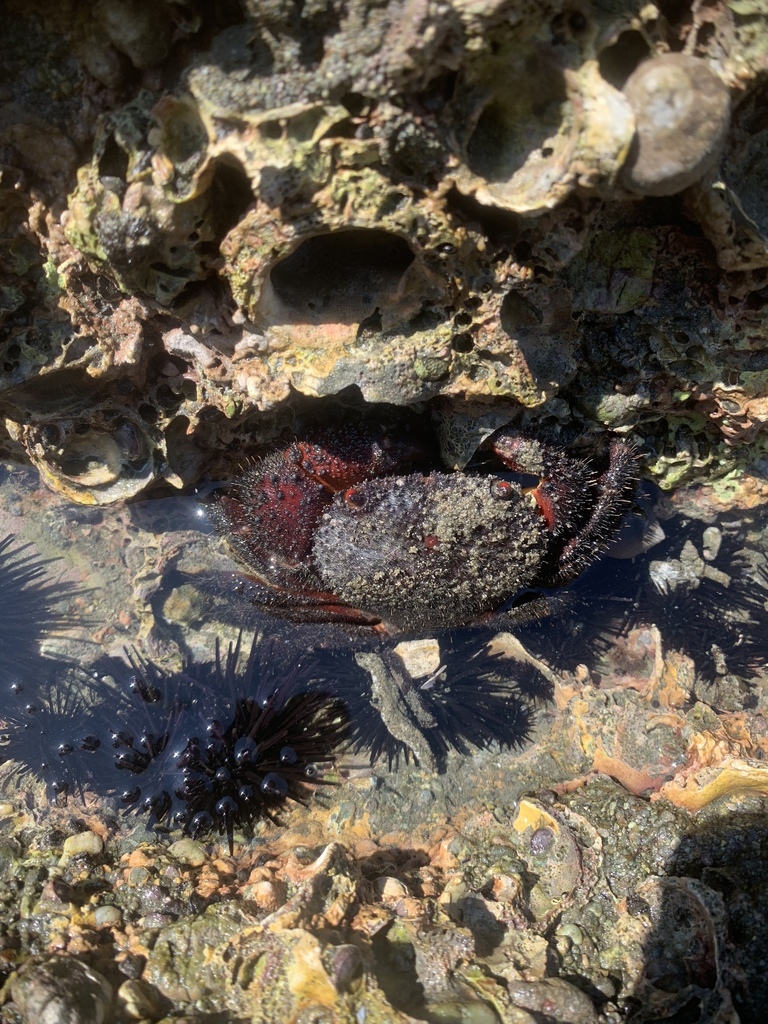 purple bristle crab