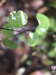 Adiantum jordanii image