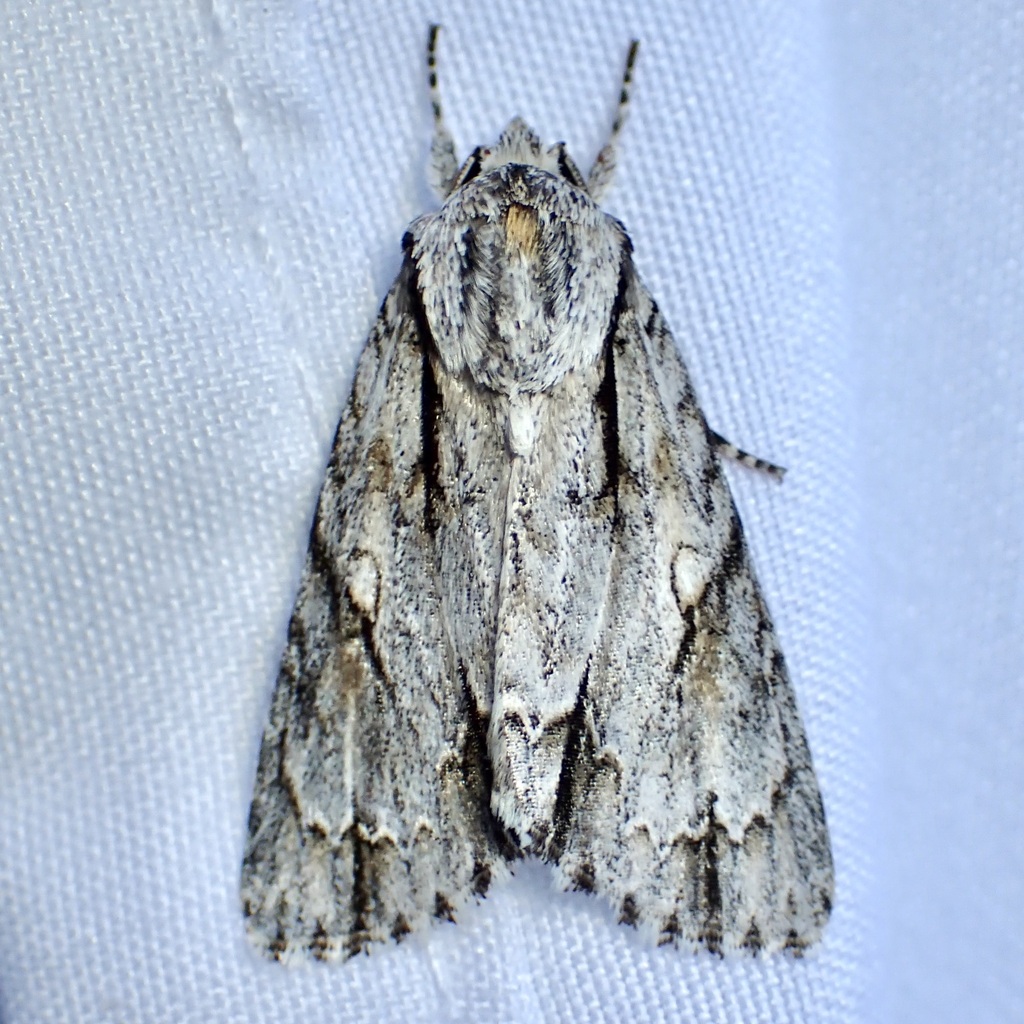 Acronicta thoracica