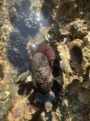 Eriphides hispida