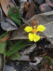 Trichocentrum brachyphyllum