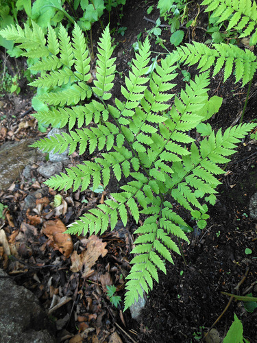 Dryopteris goeringiana