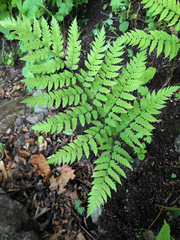 Dryopteris goeringiana