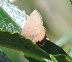 Callophrys augustinus iroides