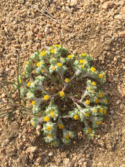 Eriophyllum pringlei