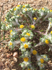 Eriophyllum pringlei