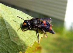 Hyleoides concinna