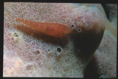 Cochleoceps orientalis