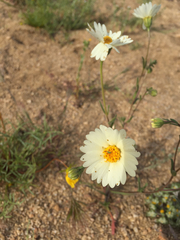 Layia glandulosa