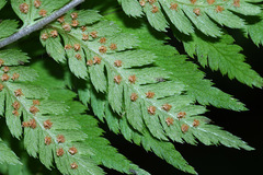 Dryopteris goeringiana